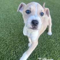 Thumbnail photo of TIFTON 1614 #3