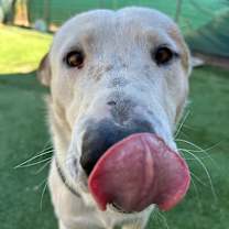 Thumbnail photo of Hotshot - Shy and super Sweet! #2