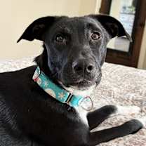 Thumbnail photo of Priscilla #1