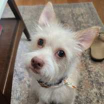 Thumbnail photo of Scruffy #1