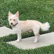 Thumbnail photo of Scruffy #2