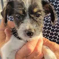 Thumbnail photo of Blake #1