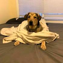 Thumbnail photo of Kross #3