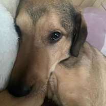 Thumbnail photo of Kross #4