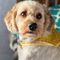 Thumbnail photo of Callie #1