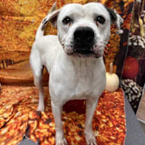 Thumbnail photo of Sugar #1