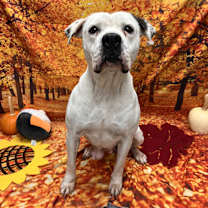 Thumbnail photo of Sugar #2