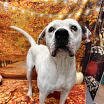 Thumbnail photo of Sugar #3