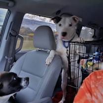 Thumbnail photo of Sir Charles #4