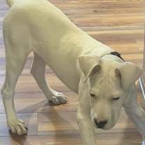 Thumbnail photo of Tofu #1