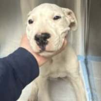 Thumbnail photo of Tofu #2