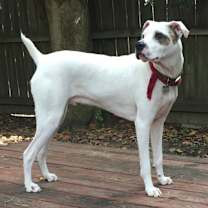 Thumbnail photo of Huey* #2