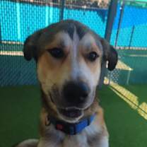 Thumbnail photo of Napolean #2