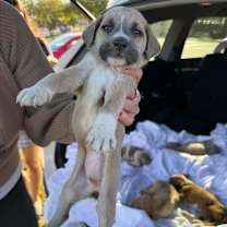 Thumbnail photo of Boo-Boo #2