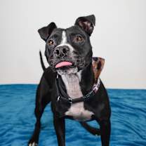 Thumbnail photo of Daisy #1