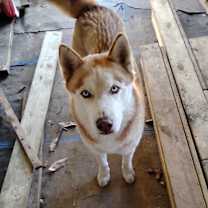 Thumbnail photo of Shotgun #1