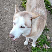 Thumbnail photo of Shotgun #2