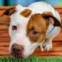 Thumbnail photo of Dasiey #2