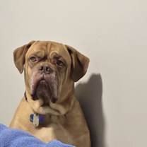 Thumbnail photo of Diesel #4