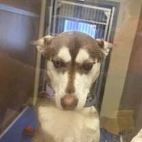 Thumbnail photo of Stormy #3