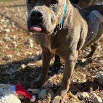 Thumbnail photo of Thurston Howell Ill #1