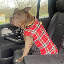 Thumbnail photo of Thurston Howell Ill #2