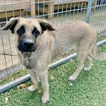 Thumbnail photo of Brownie #1