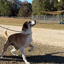 Thumbnail photo of Sampson 0153 #1