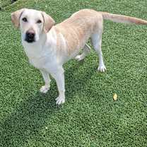 Thumbnail photo of Pamela 9774 #3