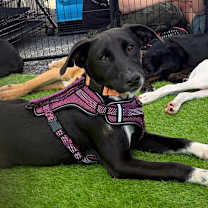 Thumbnail photo of Priscilla #2