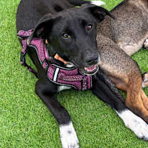 Thumbnail photo of Priscilla #3