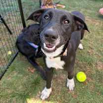 Thumbnail photo of Priscilla #4