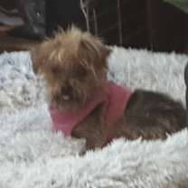 Thumbnail photo of BUSTER #1