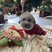 Thumbnail photo of Chewy #4