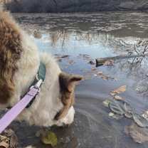 Thumbnail photo of Cooper #1