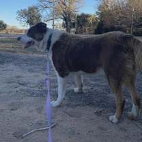 Thumbnail photo of Cooper #2