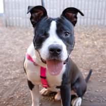 Thumbnail photo of Angus #1