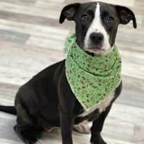 Thumbnail photo of Jay #2