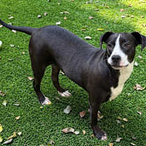 Thumbnail photo of Jay #1