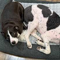 Thumbnail photo of Jay #3