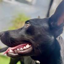 Thumbnail photo of Lilah #4