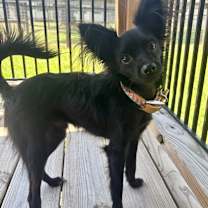 Thumbnail photo of Batty #3