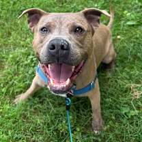 Thumbnail photo of Scout #1