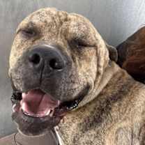 Thumbnail photo of Jimbo #2