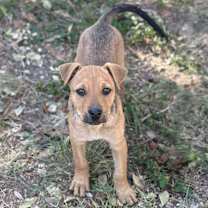 Thumbnail photo of Chip #2