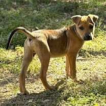 Thumbnail photo of Chip #4