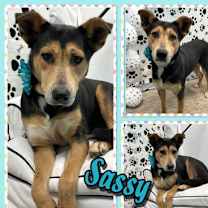 Thumbnail photo of Sassy #1