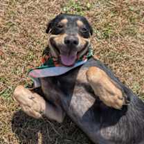 Thumbnail photo of Artoo #1