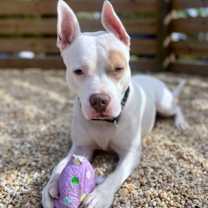 Thumbnail photo of Paddy Cakes #1