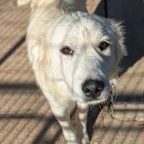 Thumbnail photo of Honey~adopted! #1